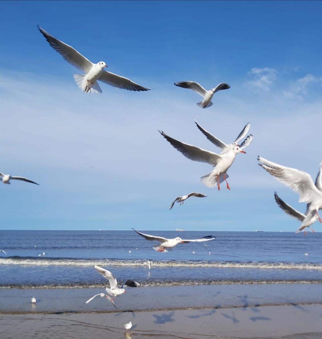 Lange Am Meer Heringsdorf  Bagian luar foto